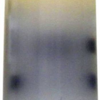 Immagine del prodotto “LightMe LM85225 LED EEK E (A - G) G4 Stiftsockel 1.5W = 22W Warm bianco (Ø x L) 10mm x 37mm 1 pezzo ”